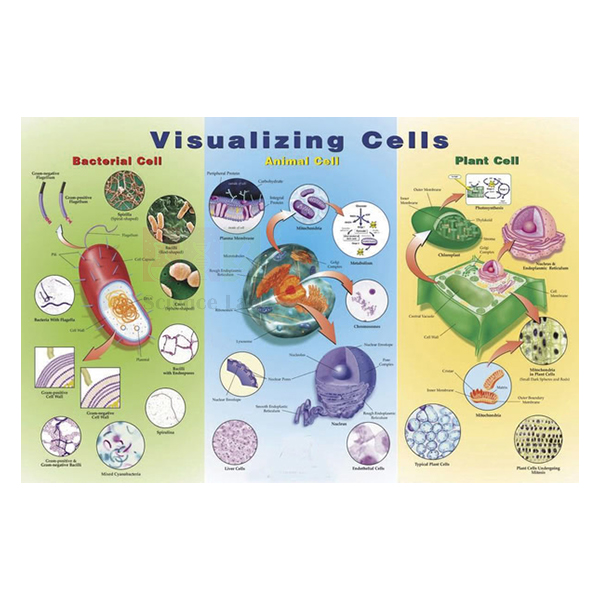Visualising Cells Poster